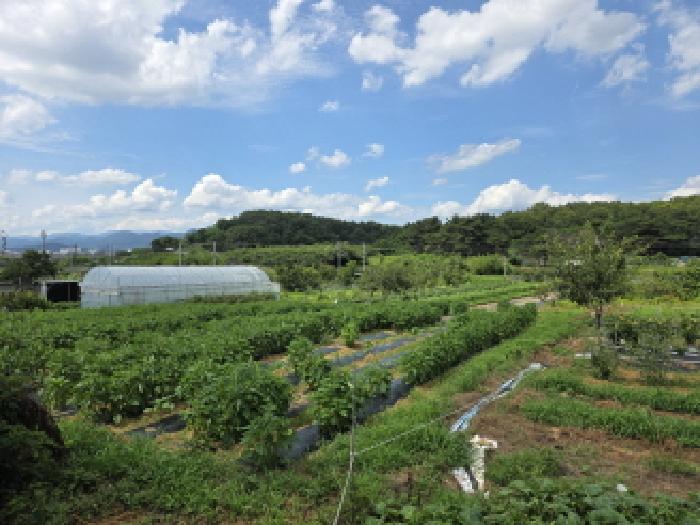 대구 수성구 매호동 531-1 묘지 사진 3